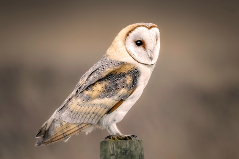 1418797 4K Barn Owl Owls Birds Rare Gallery HD Wallpapers