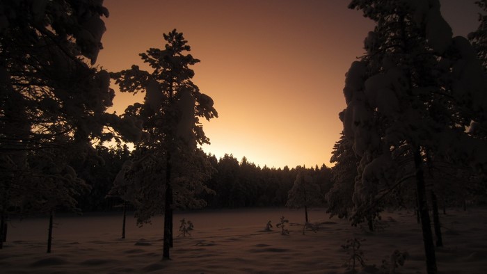 Sunlight Trees Landscape Forest Sunset Night Nature Reflection