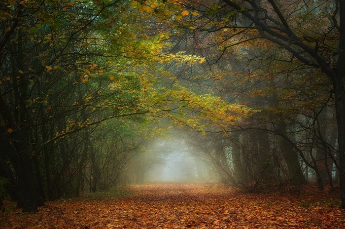 1092223 Sunlight Trees Landscape Forest Fall Leaves Nature