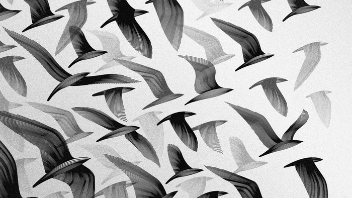 Drawing Illustration Digital Art Birds Monochrome Calligraphy Art