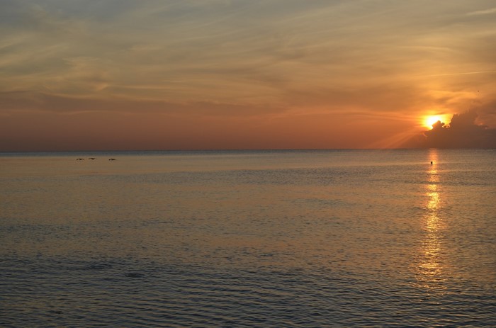 Sunlight Birds Sunset Sea Bay Water Shore Sand