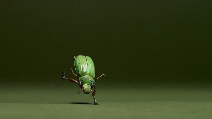 Photography Macro Insect Green Fly Beetle Leaf Flower Fauna