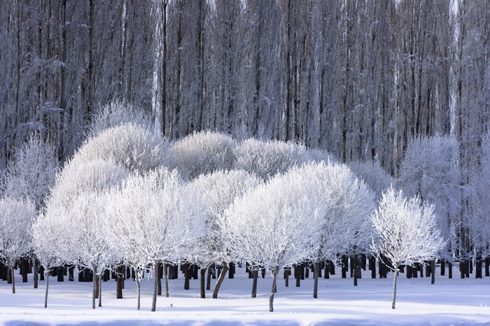 Landscape Forest Snow Winter Branch Ice Frost Spruce Fir