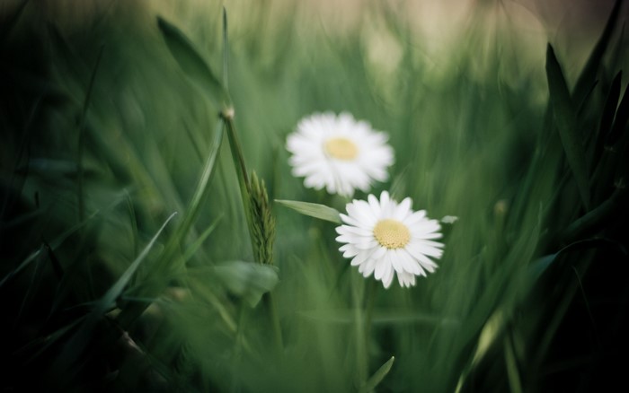 Sunlight Flowers Nature Grass Field Photography Green Yellow