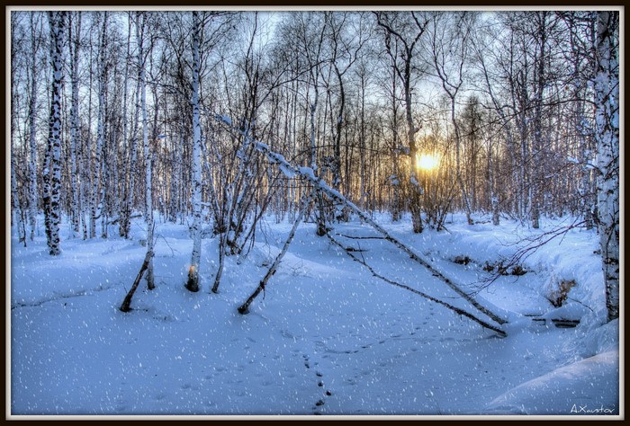 Seasons Winter Forests Snow Trees Hd Wallpaper Rare Gallery