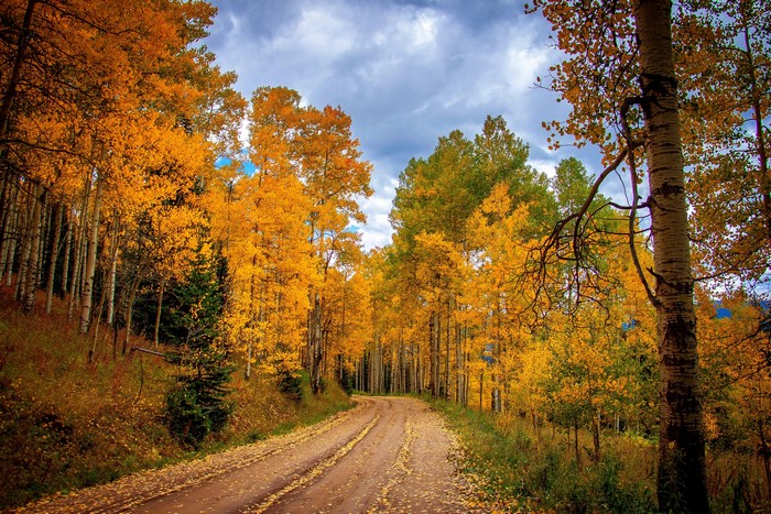 4K Seasons Autumn Roads Forests Trees HD Wallpaper Rare Gallery