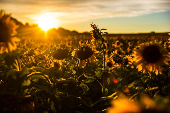 4K 5K 6K Sunrises And Sunsets Sunflowers Fields HD Wallpaper