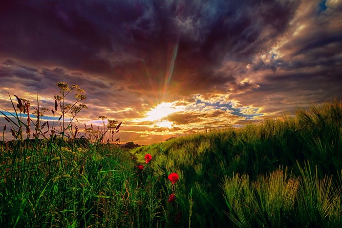 Sky Sunrises And Sunsets Grass Rays Of Light Clouds HD Wallpaper