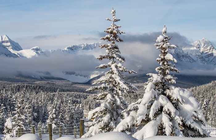 4K Alberta Canada Winter Forests Snow Spruce Fog HD Wallpaper