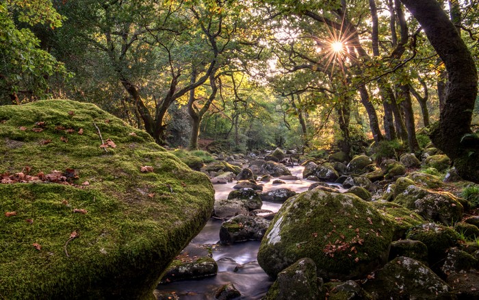 4K 5K Devon England Forests Stones Stream Moss HD Wallpaper