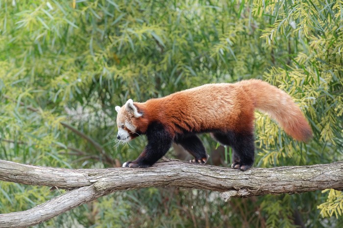 Pandas Red Panda Glance Hd Wallpaper Rare Gallery