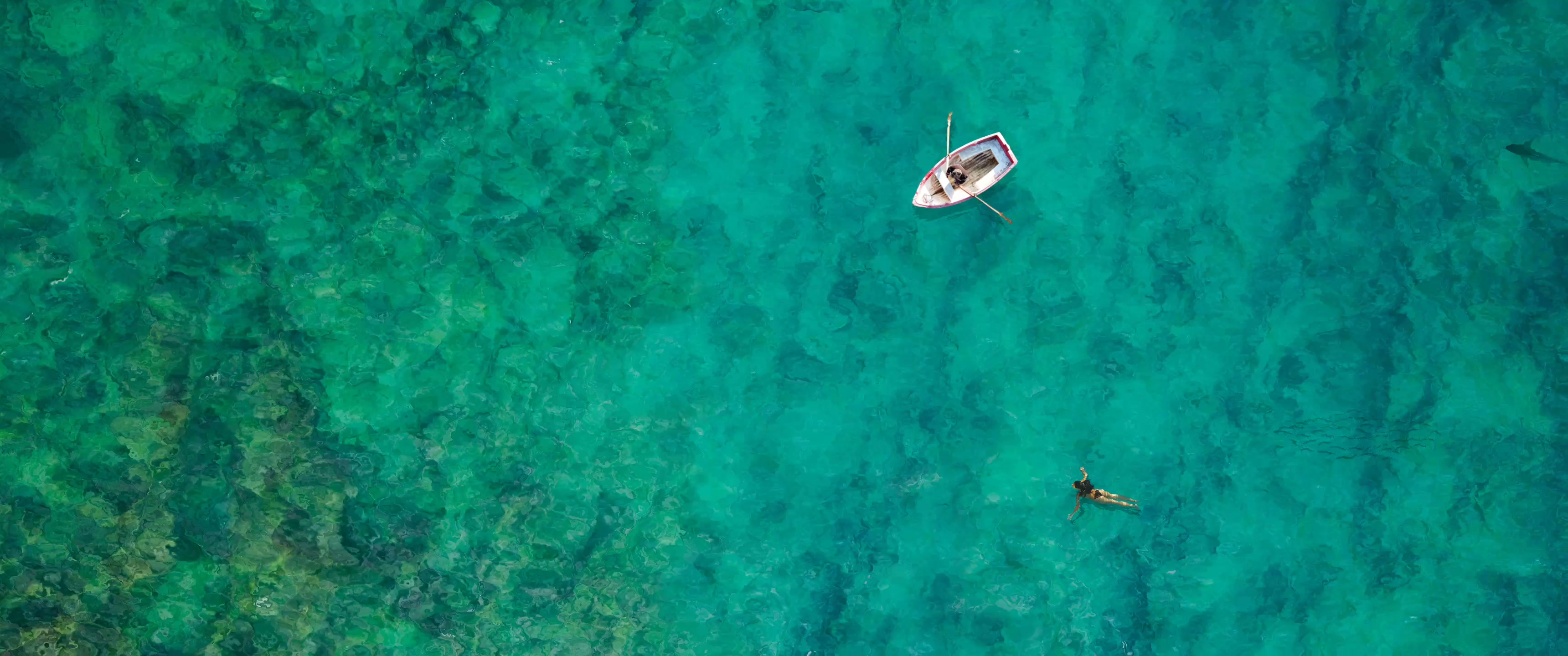 Shark (Requin) Live Wallpaper