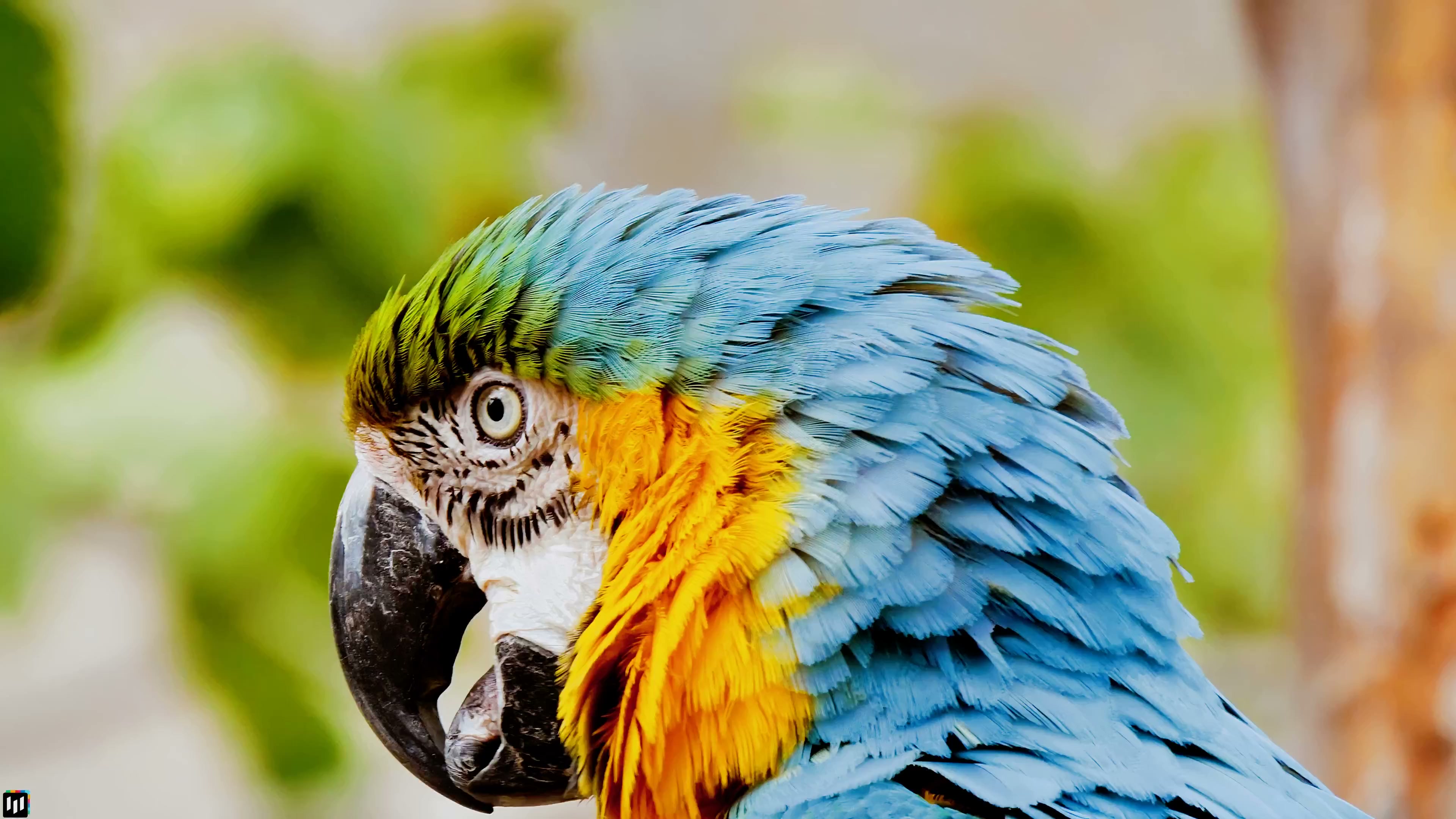 Parrot - Live Wallpaper