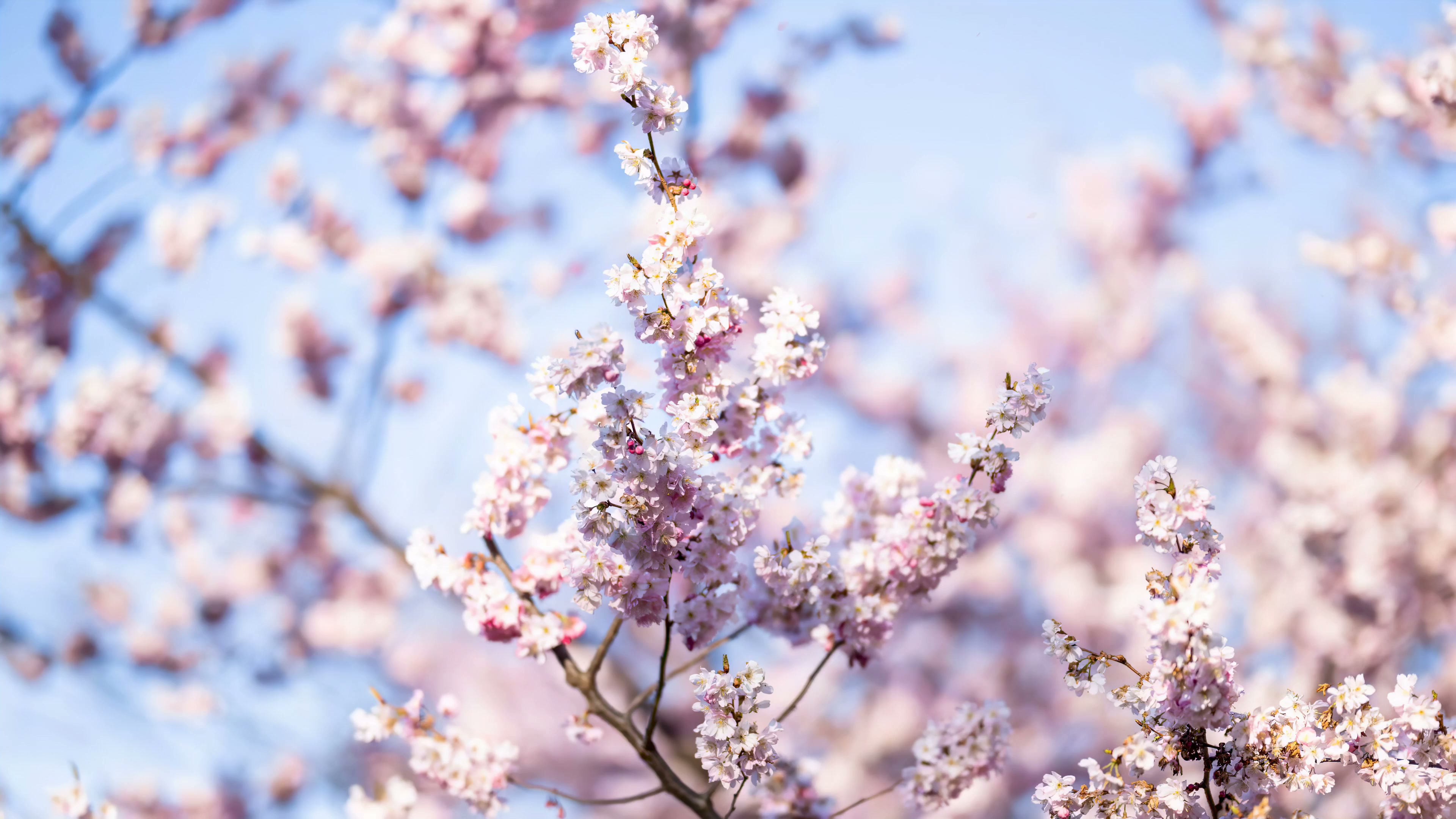 Sakura Light Live Wallpaper