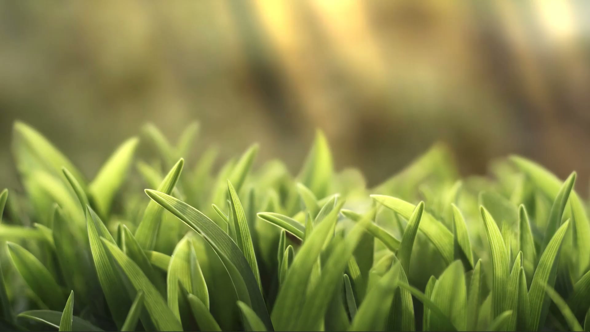 Green Grass Live Wallpaper
