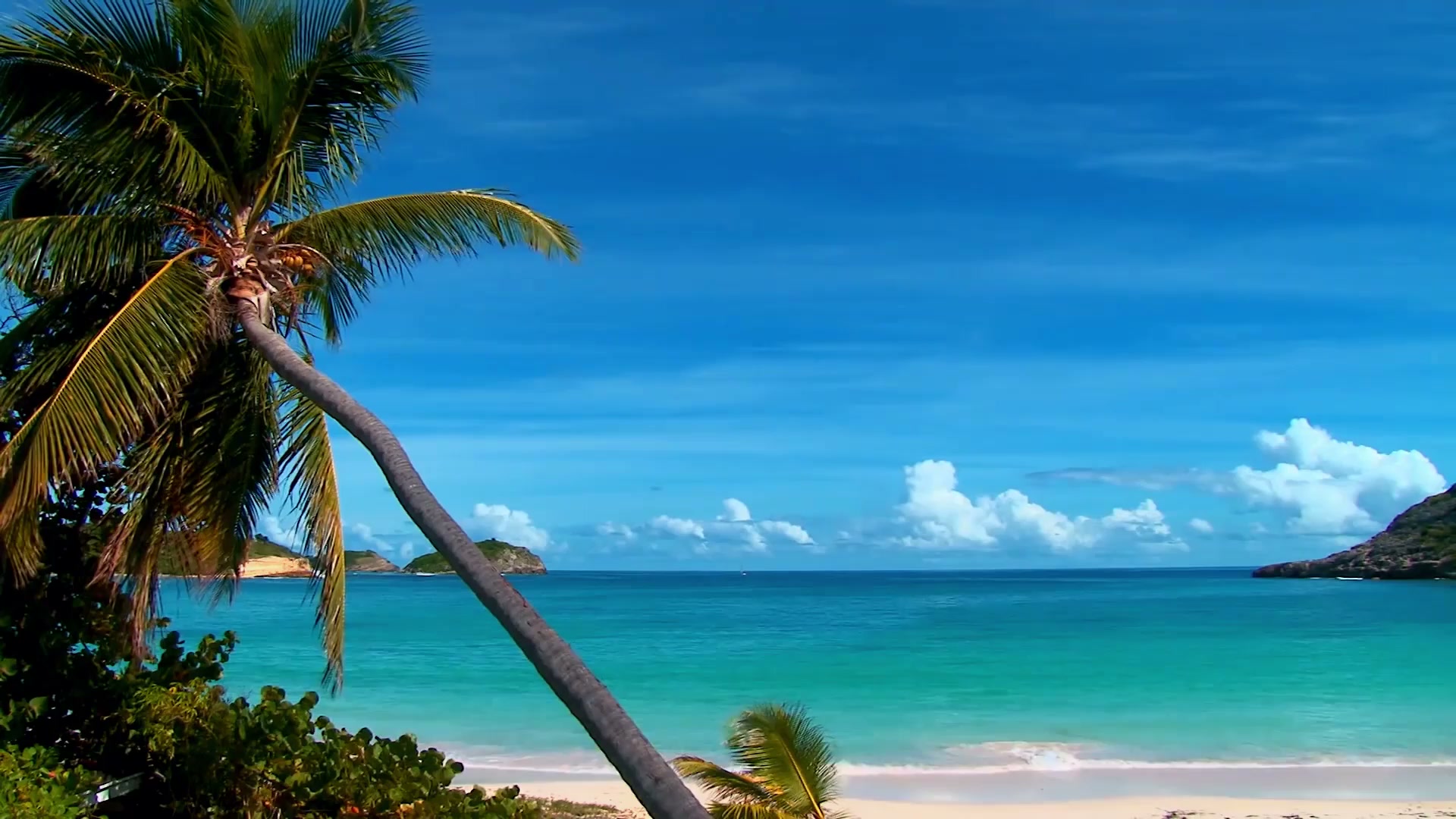 Tropical Wallpaper Live Wallpaper
