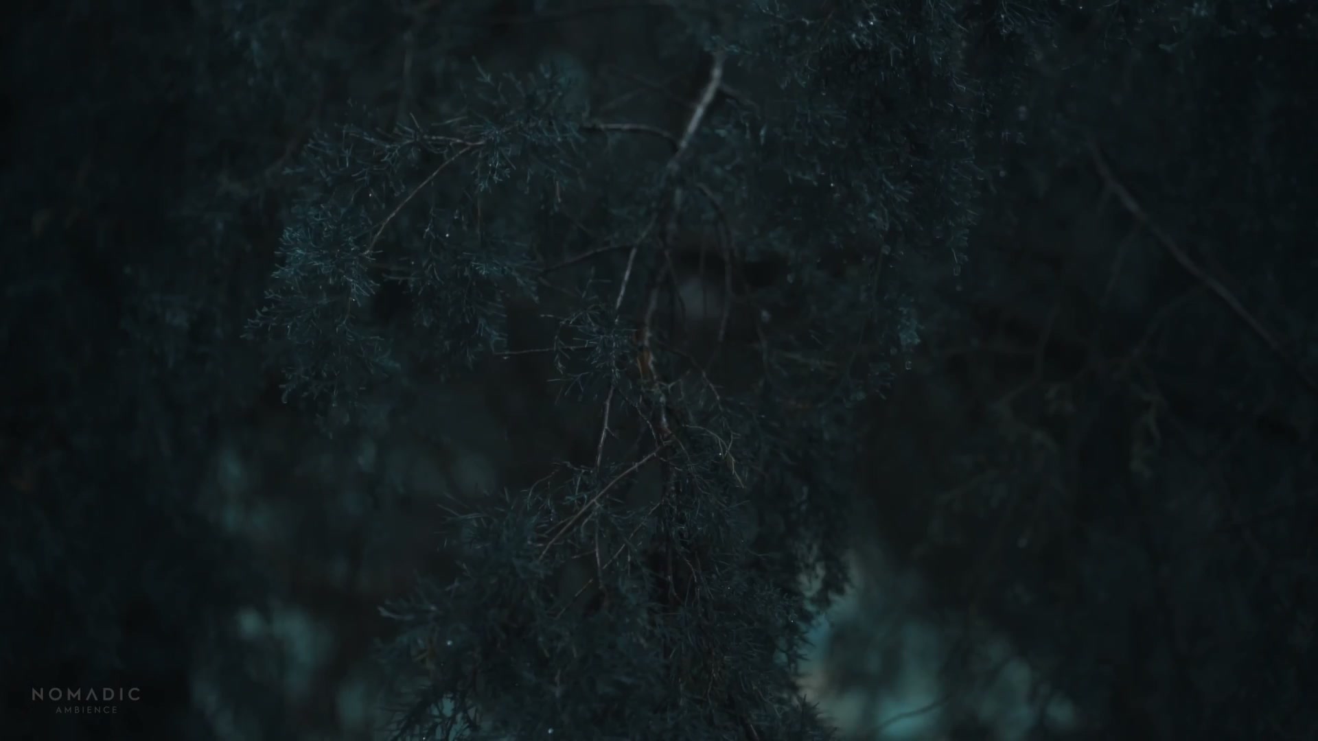Pine Forest Live Wallpaper