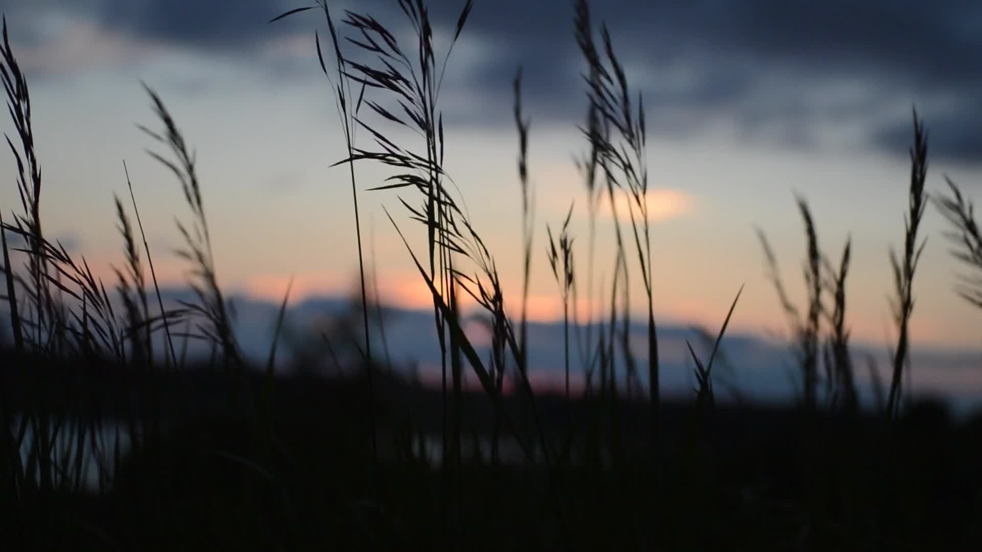 Wheat Field At Dusk Live Wallpaper