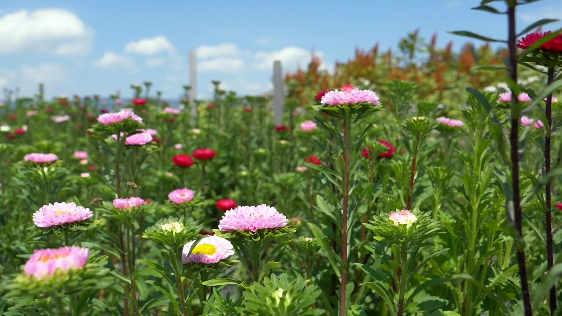 Flowers Field Live Wallpaper