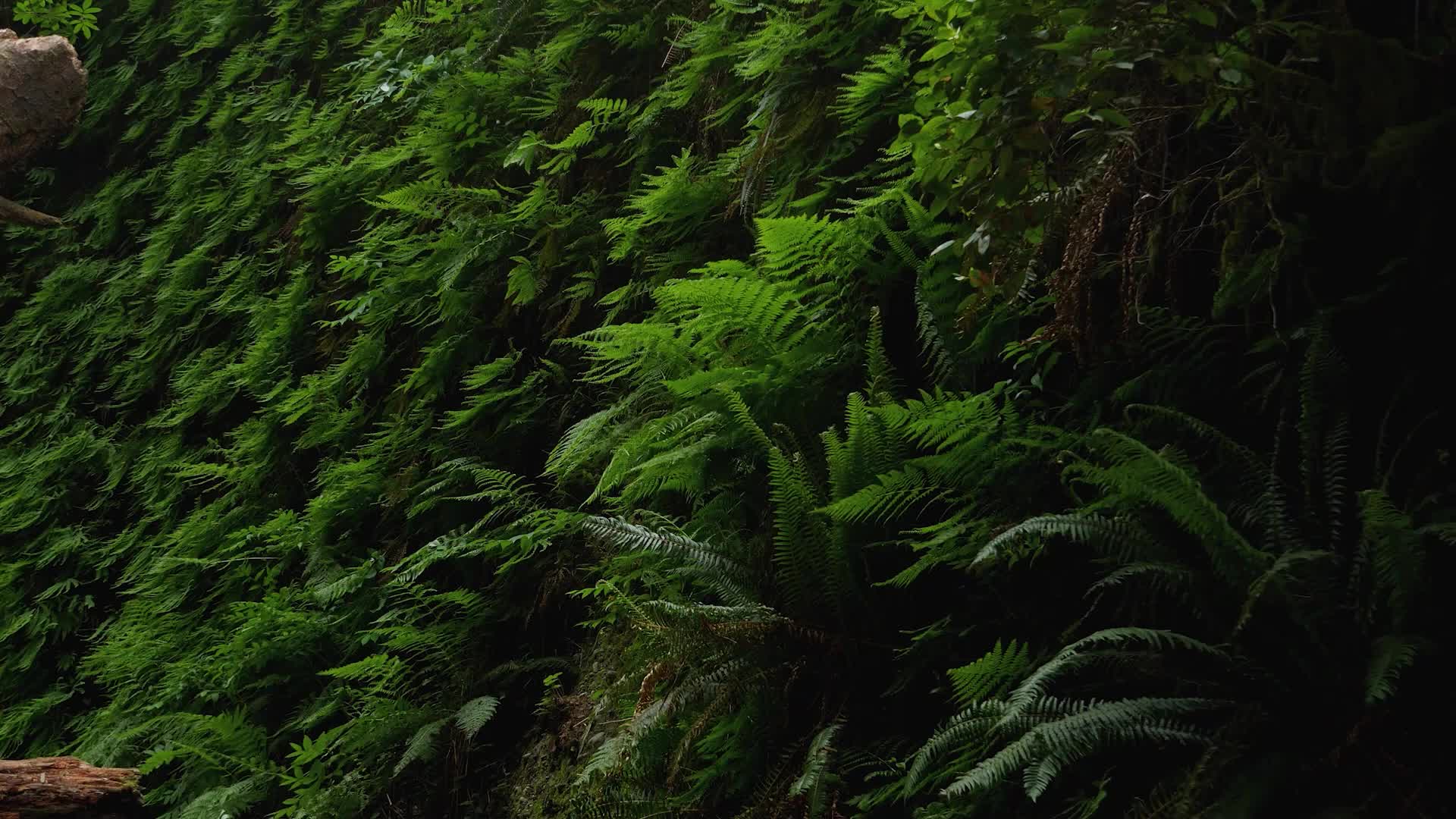 Lush Ferns Blow In The Wind Live Wallpaper