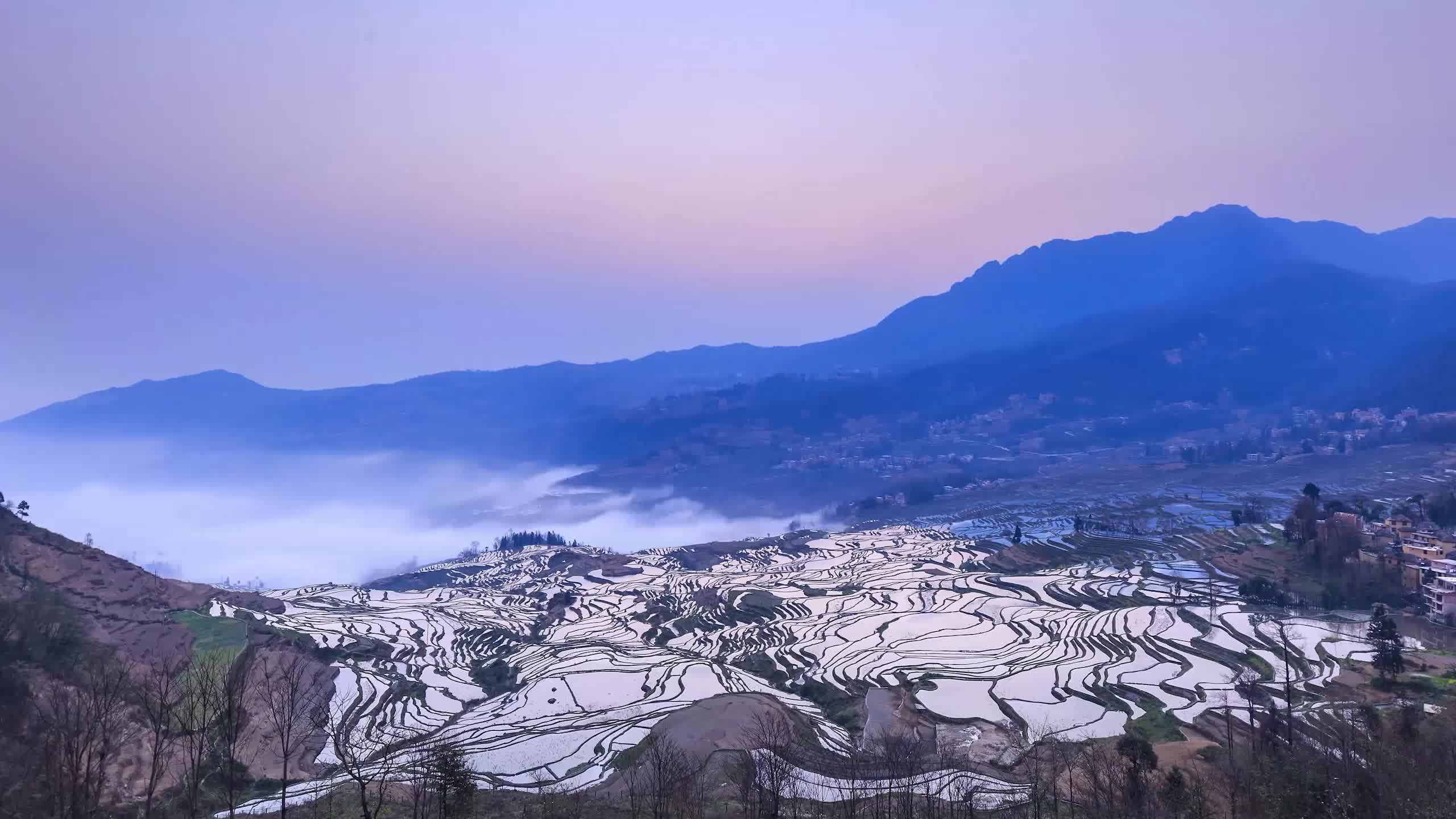 Rice Terrances Live Wallpaper