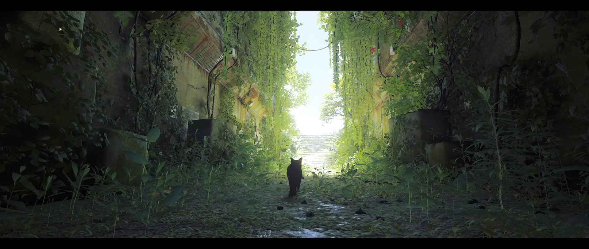 Stray Finale Live Wallpaper