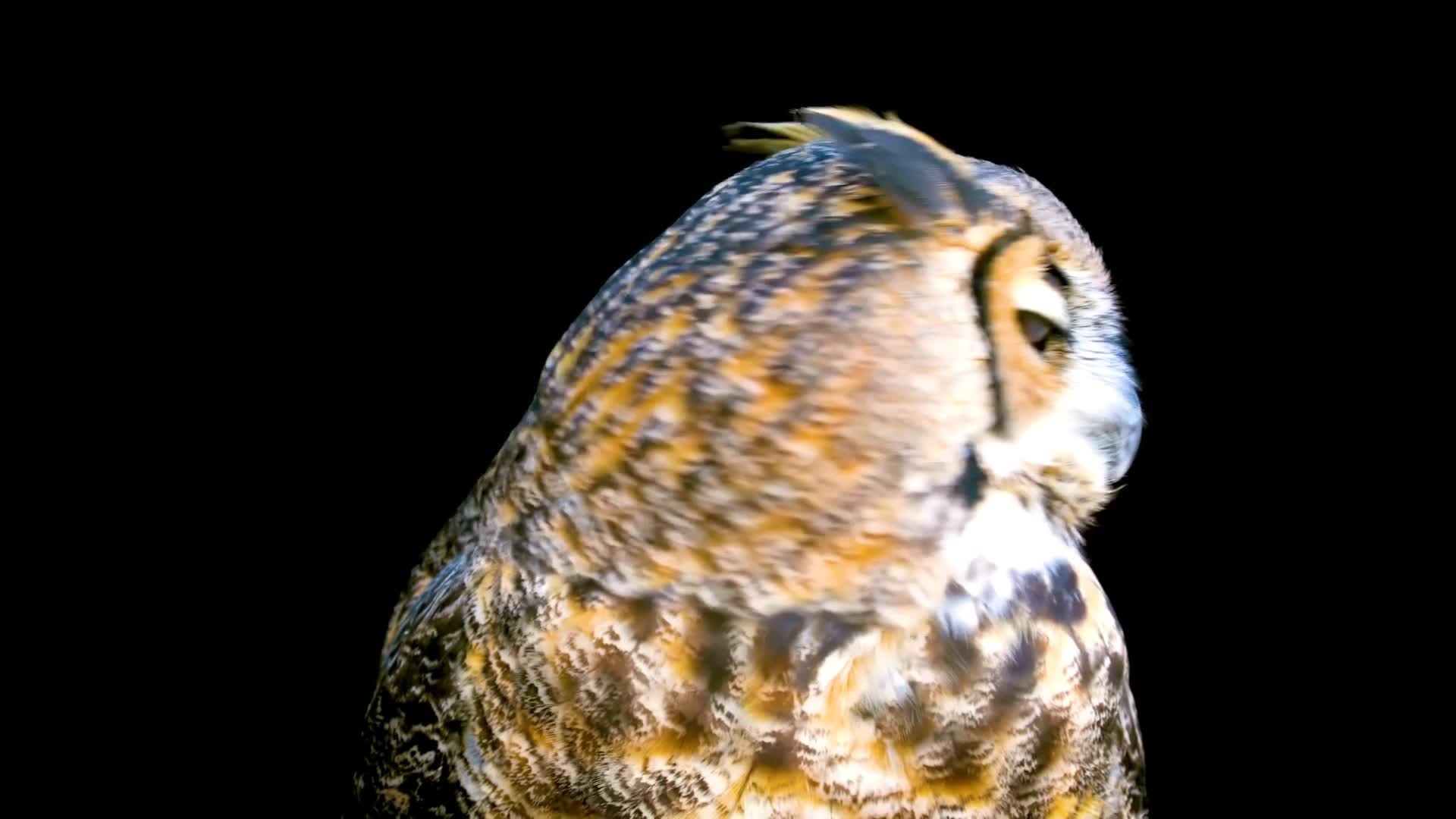 Owl Live Wallpaper