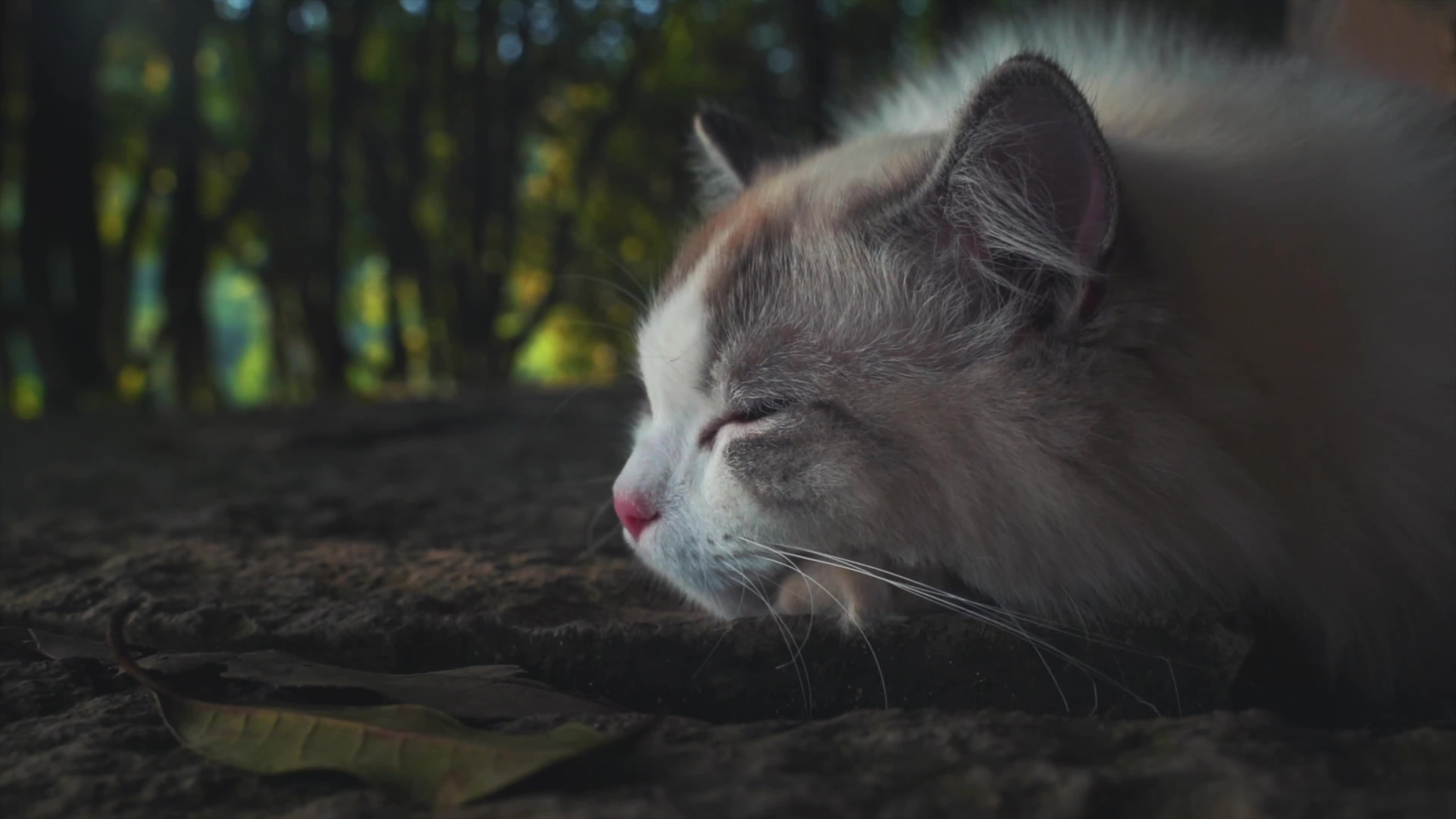 Sweet Cat Live Wallpaper