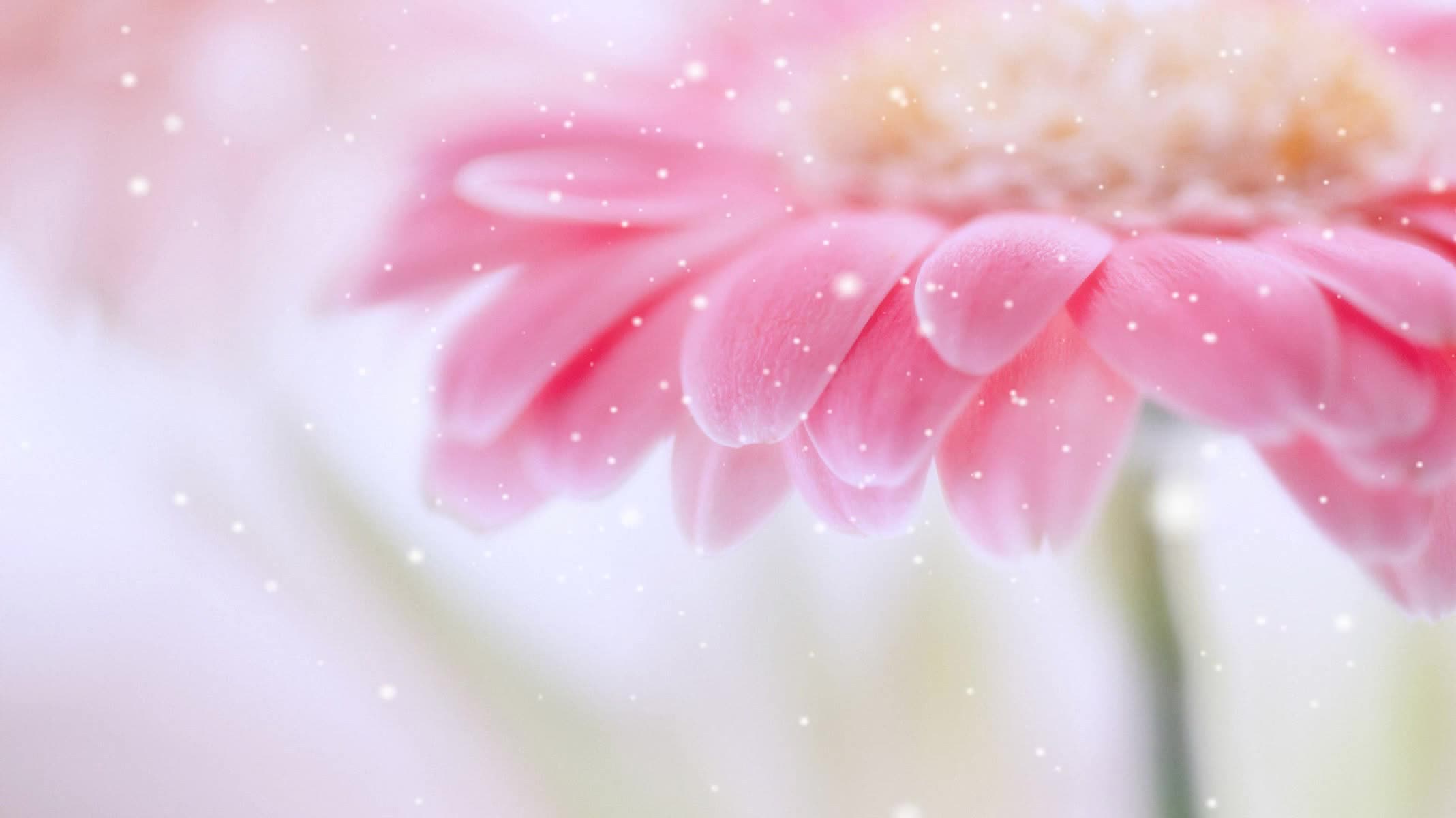 Pink Flower Live Wallpaper
