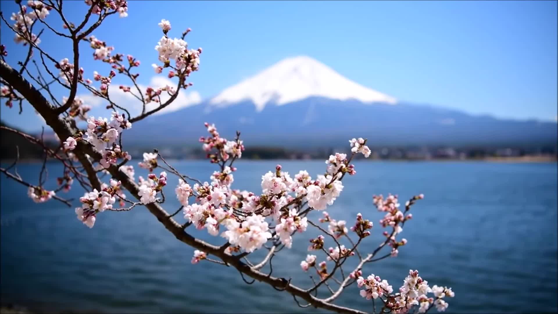 Cherry Blossom Live Wallpaper