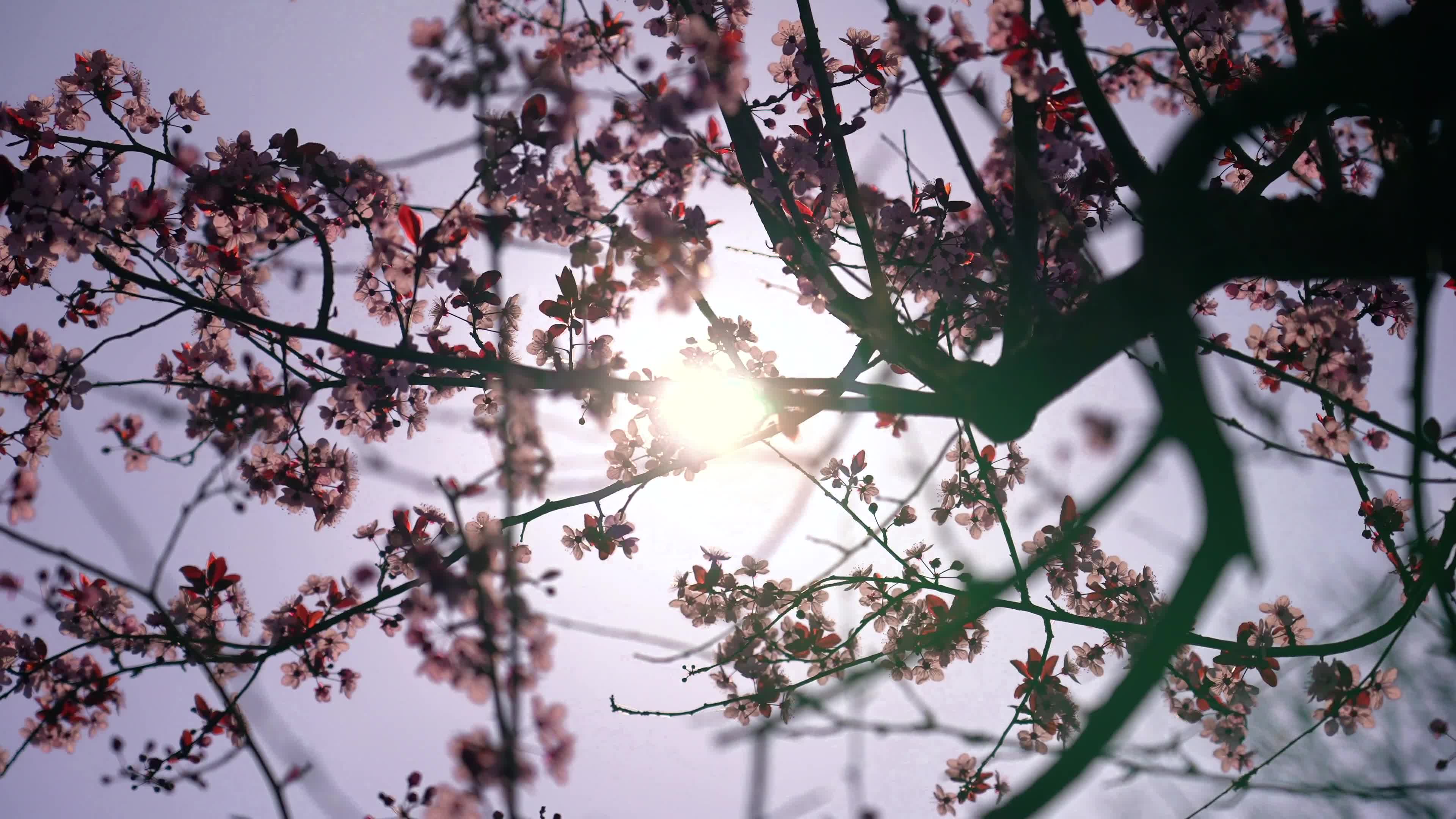Flower Tree In Spring Live Wallpaper