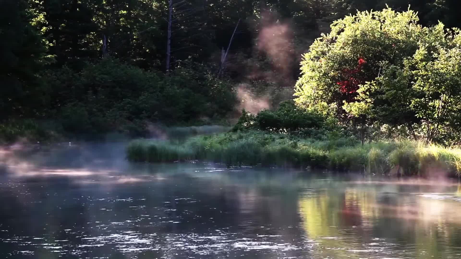 River In Forest Live Wallpaper