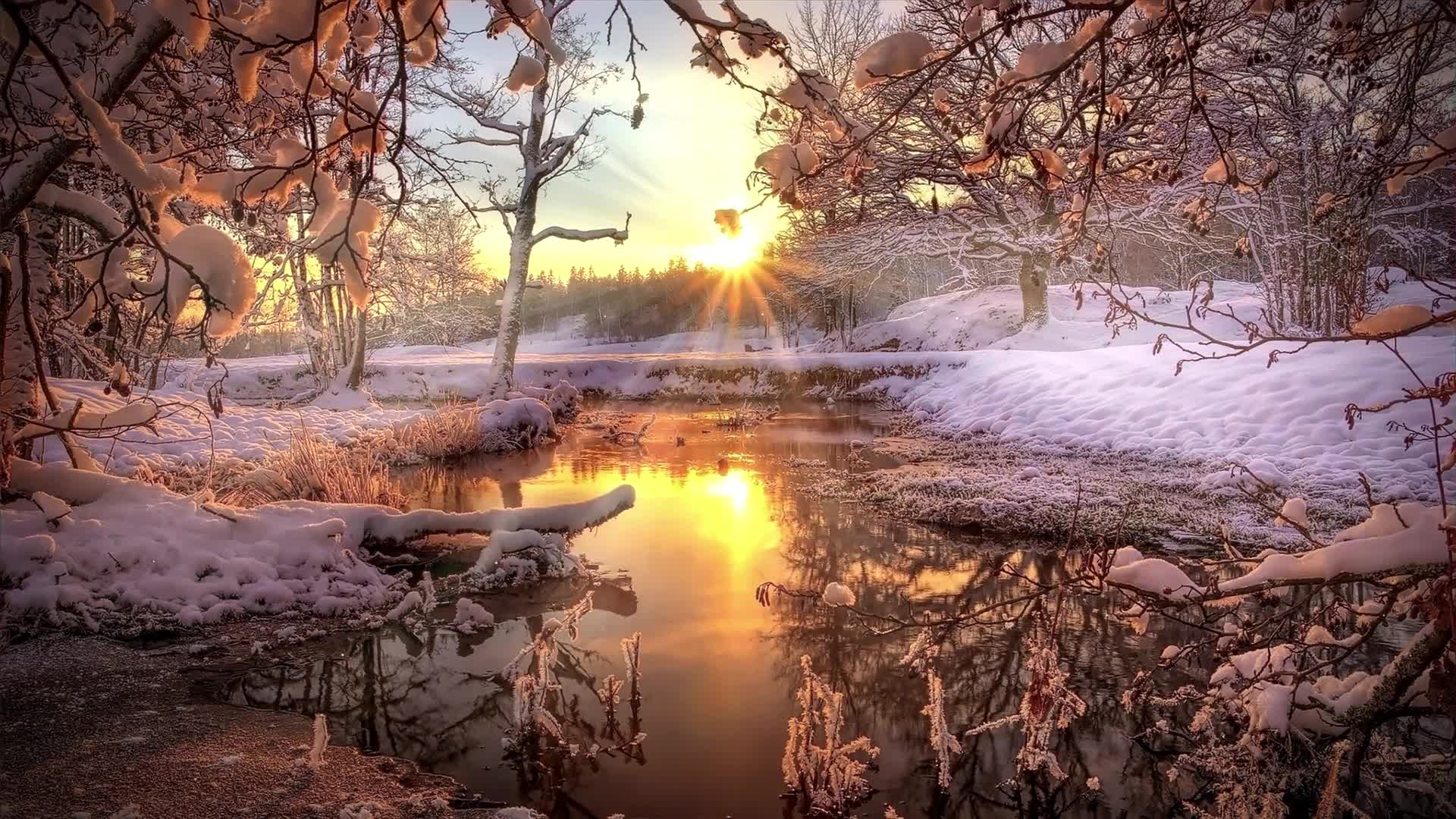 Snow In Forest Live Wallpaper
