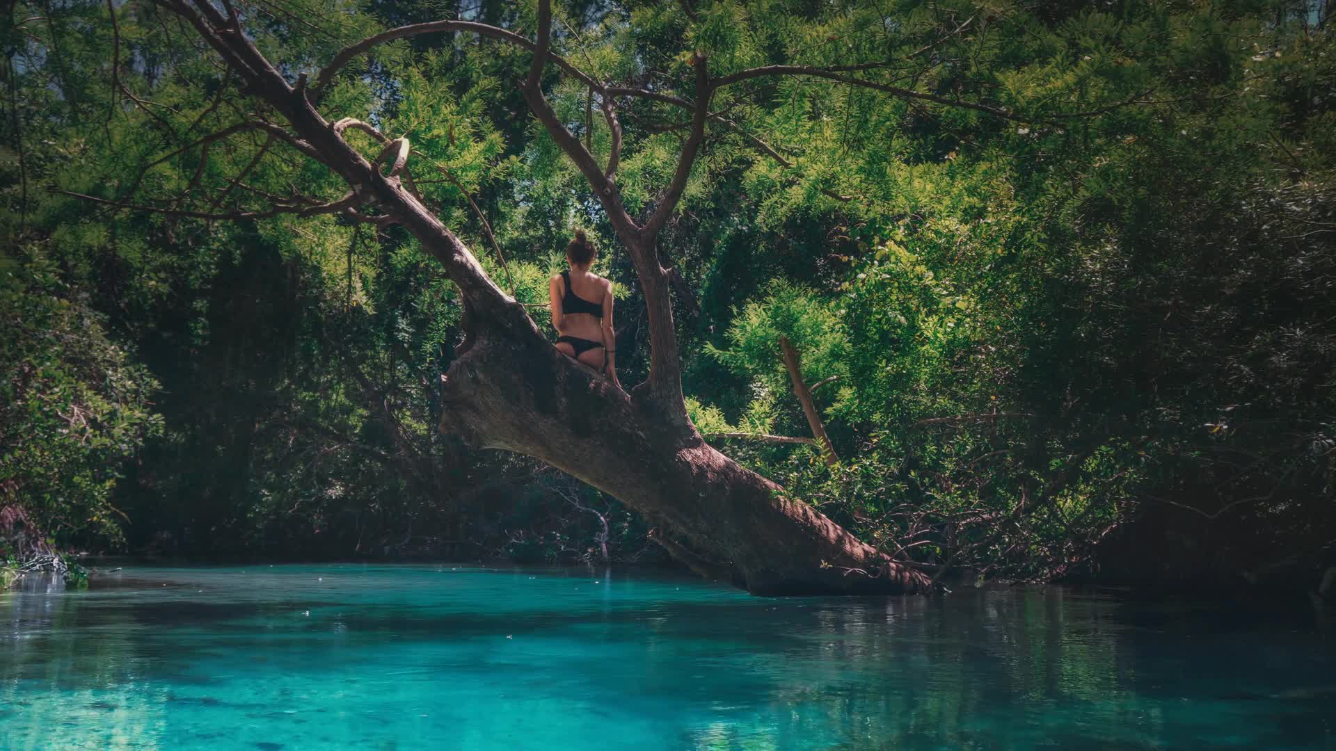Weeki Wachee River in Florida Live Wallpaper