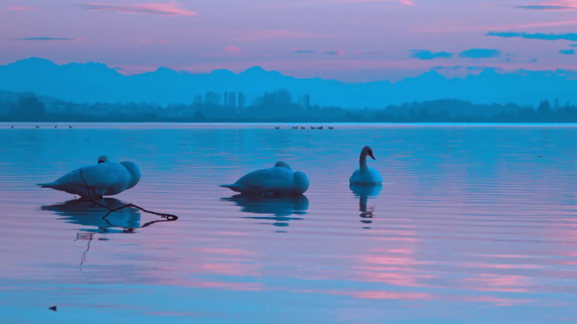 Three Swans Live Wallpaper