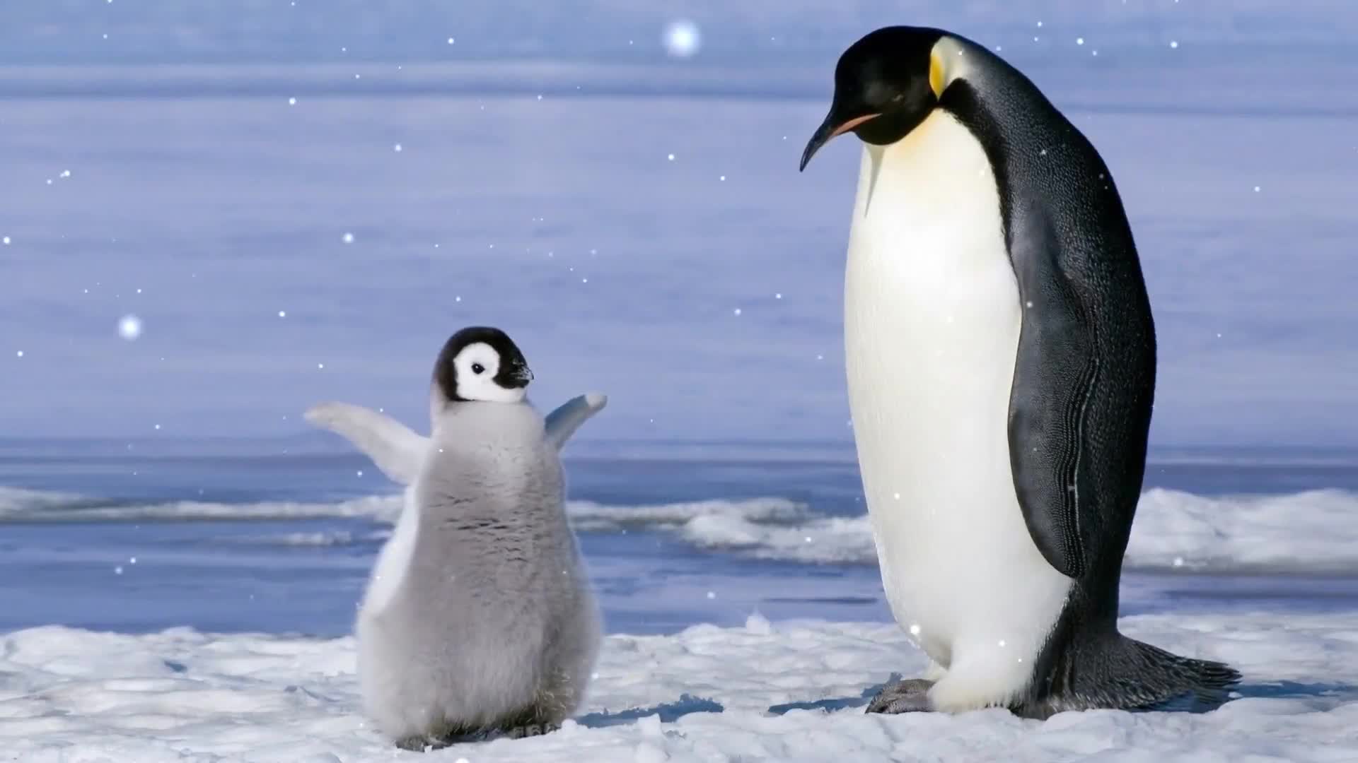 Cute Emperor Penguins Live Wallpaper