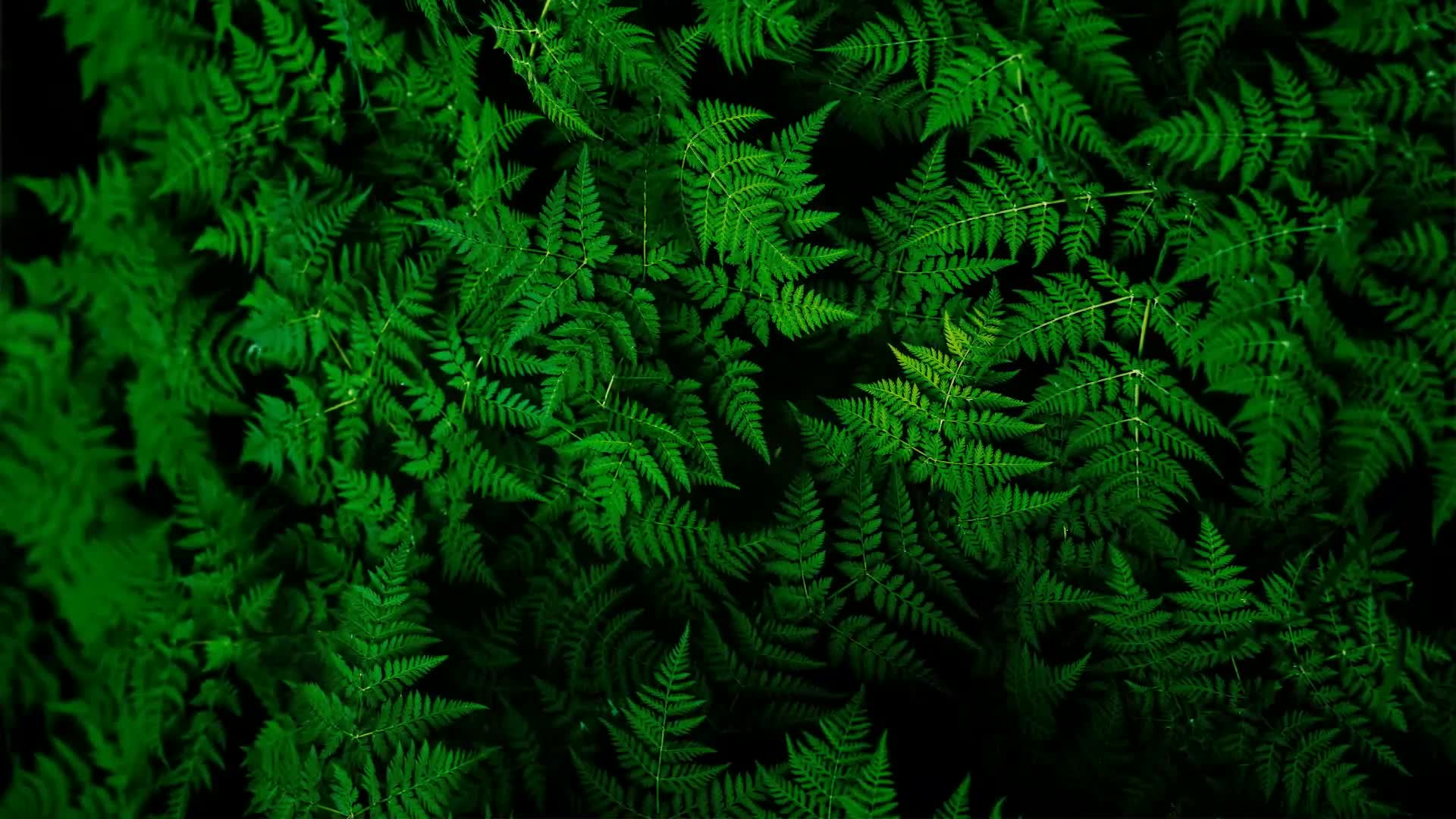 Green Fern Nature Live Wallpaper