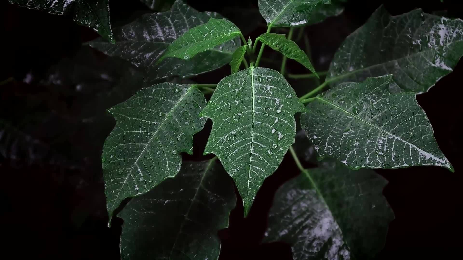 Green Leaves and Raindrops Live Wallpaper