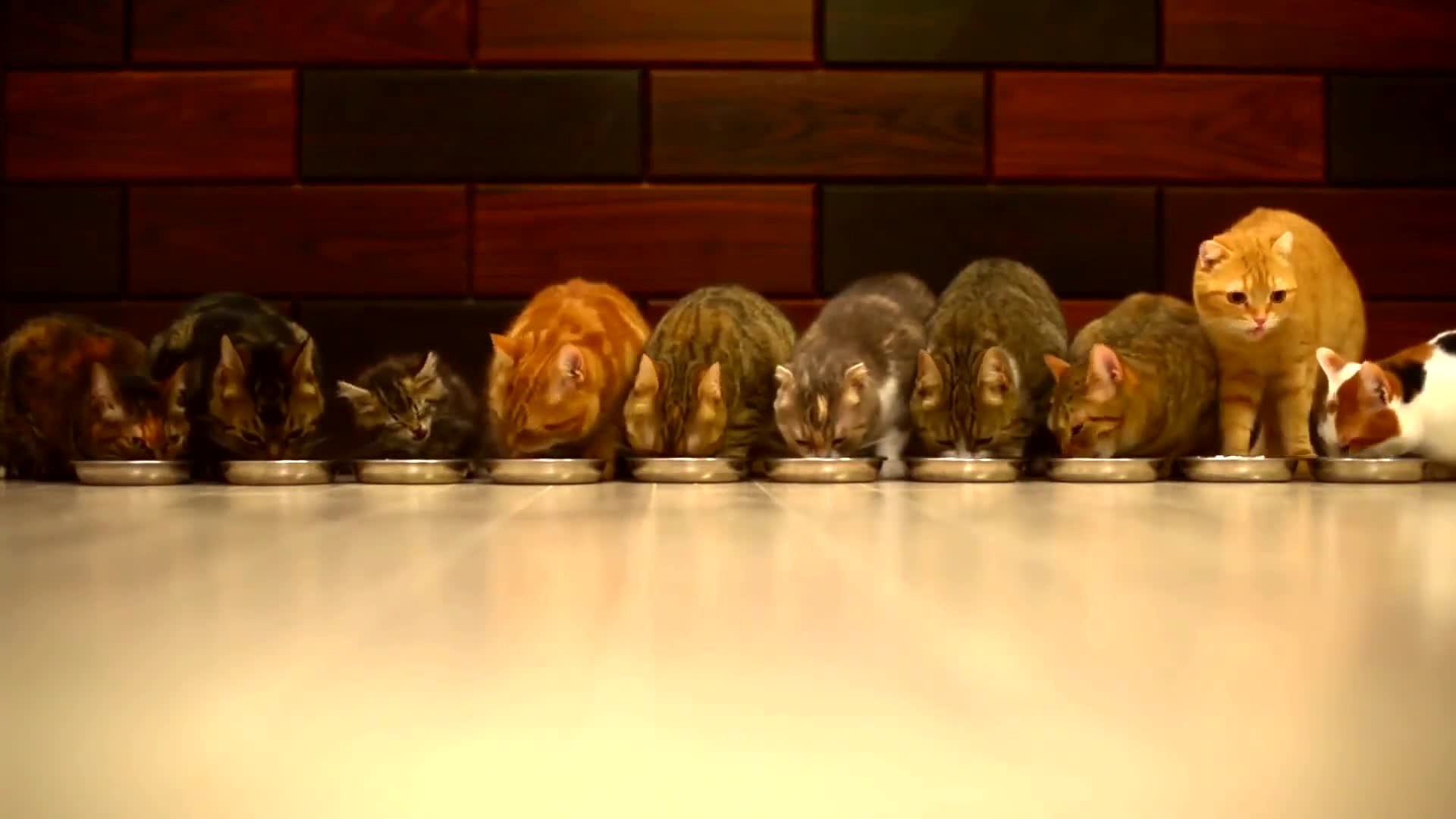 Cute Cats Eating Animals Live Wallpaper
