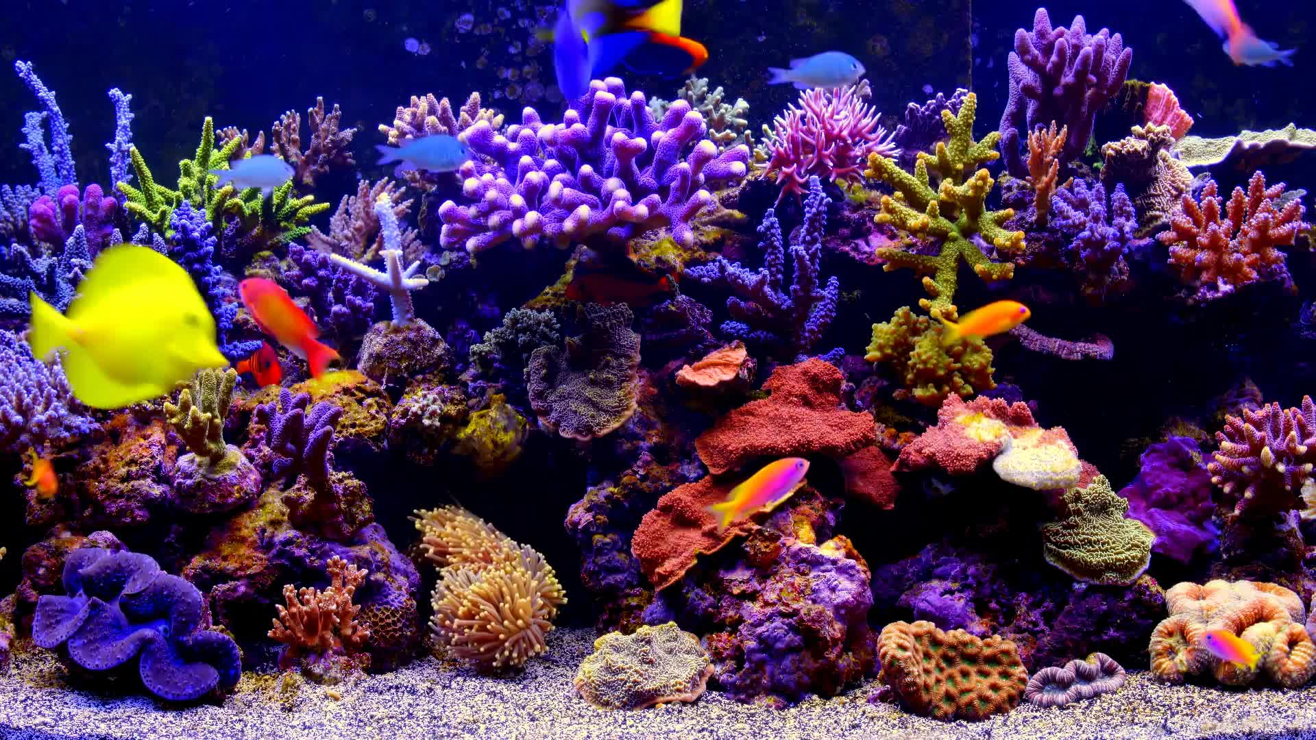 Aquarium Life Live Wallpaper