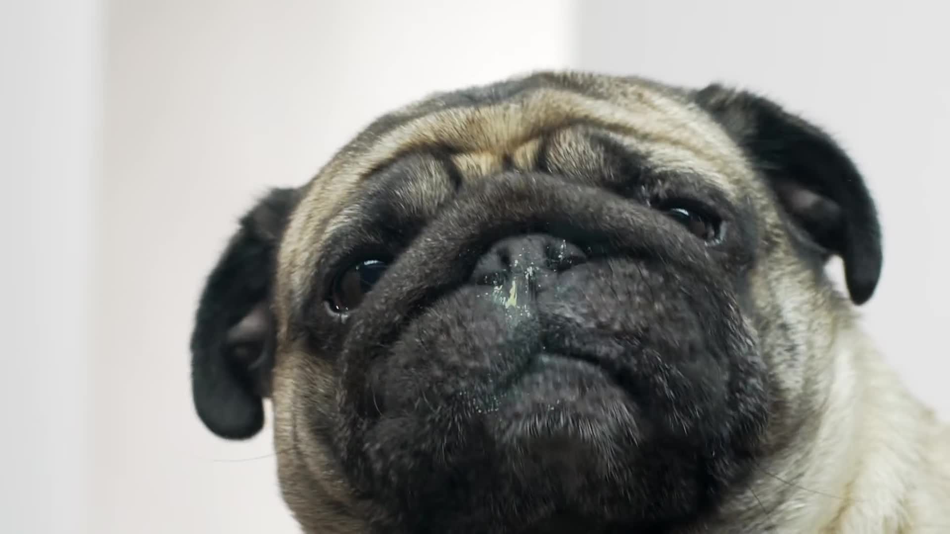 Dog Licker Live Wallpaper