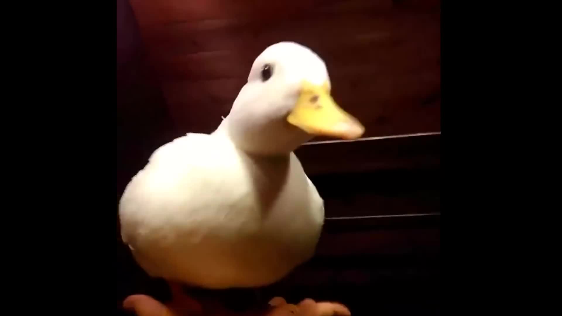 quack Live Wallpaper