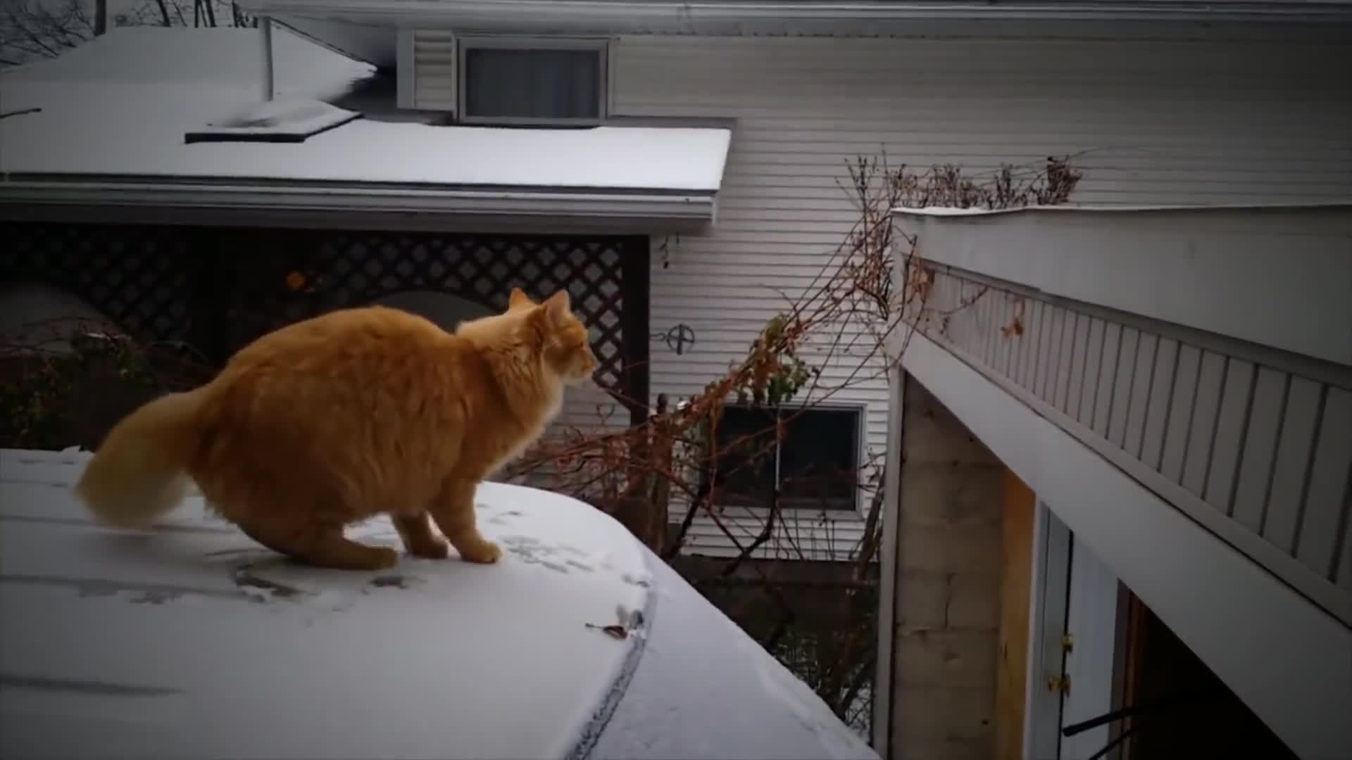 Stranger Cats Live Wallpaper