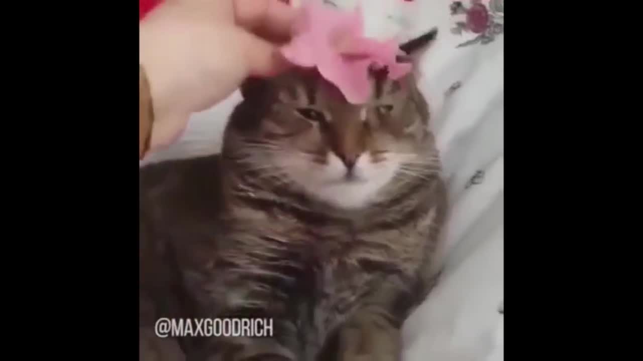 Cat MaxGoodRich Live Wallpaper