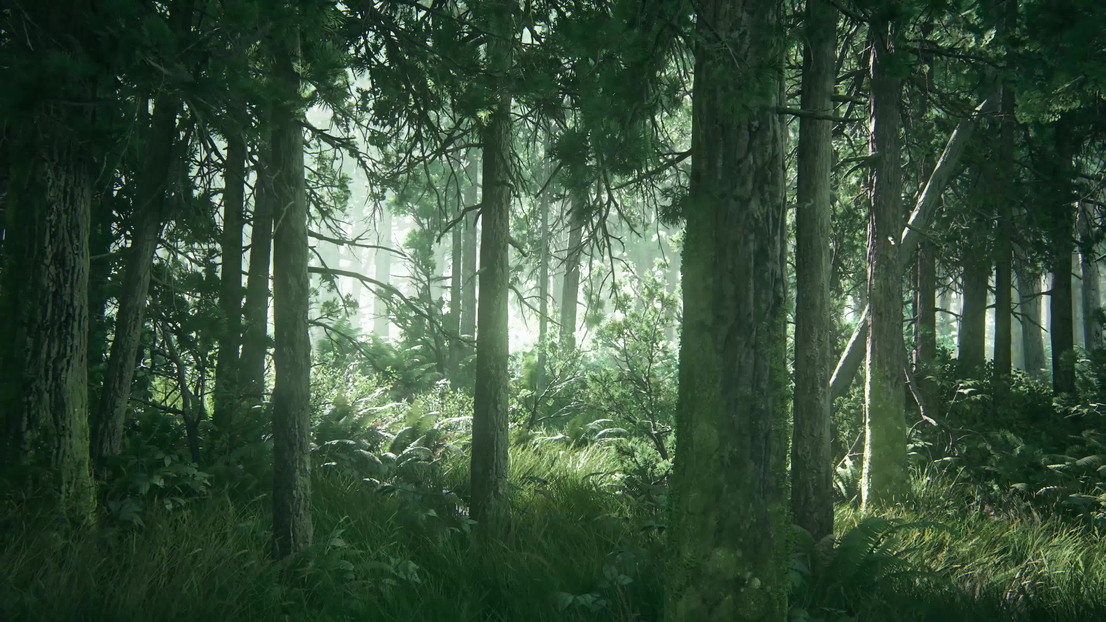 Beautiful Forest Live Wallpaper