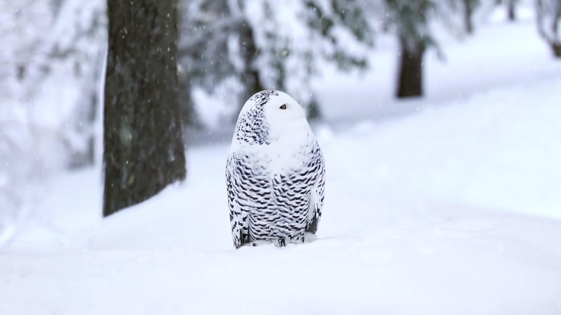 Snowy owl Live Wallpaper
