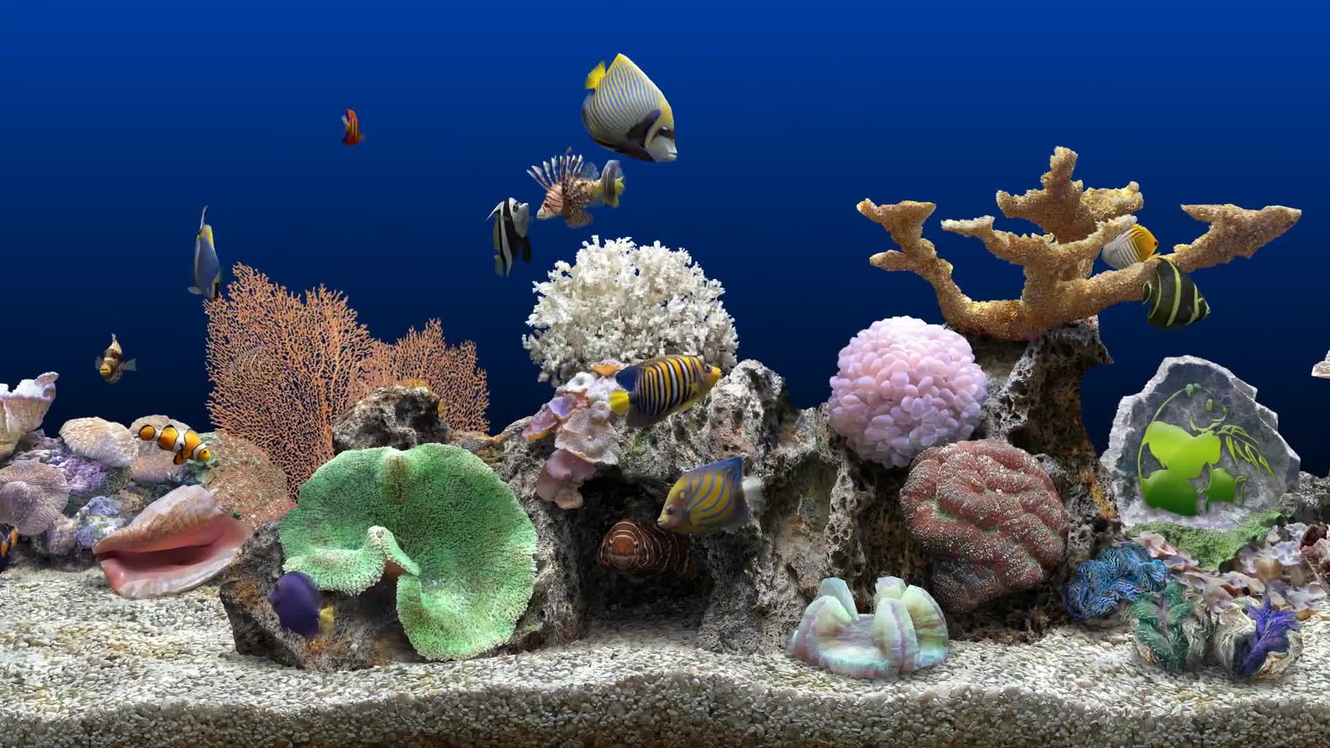 Aquarium with corals and fish Live Wallpaper