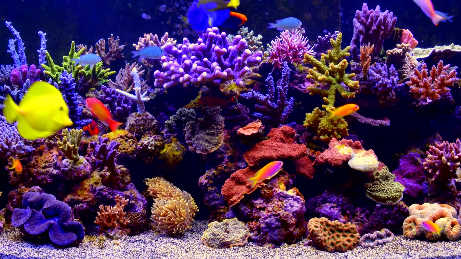 Aquarium01 Live Wallpaper