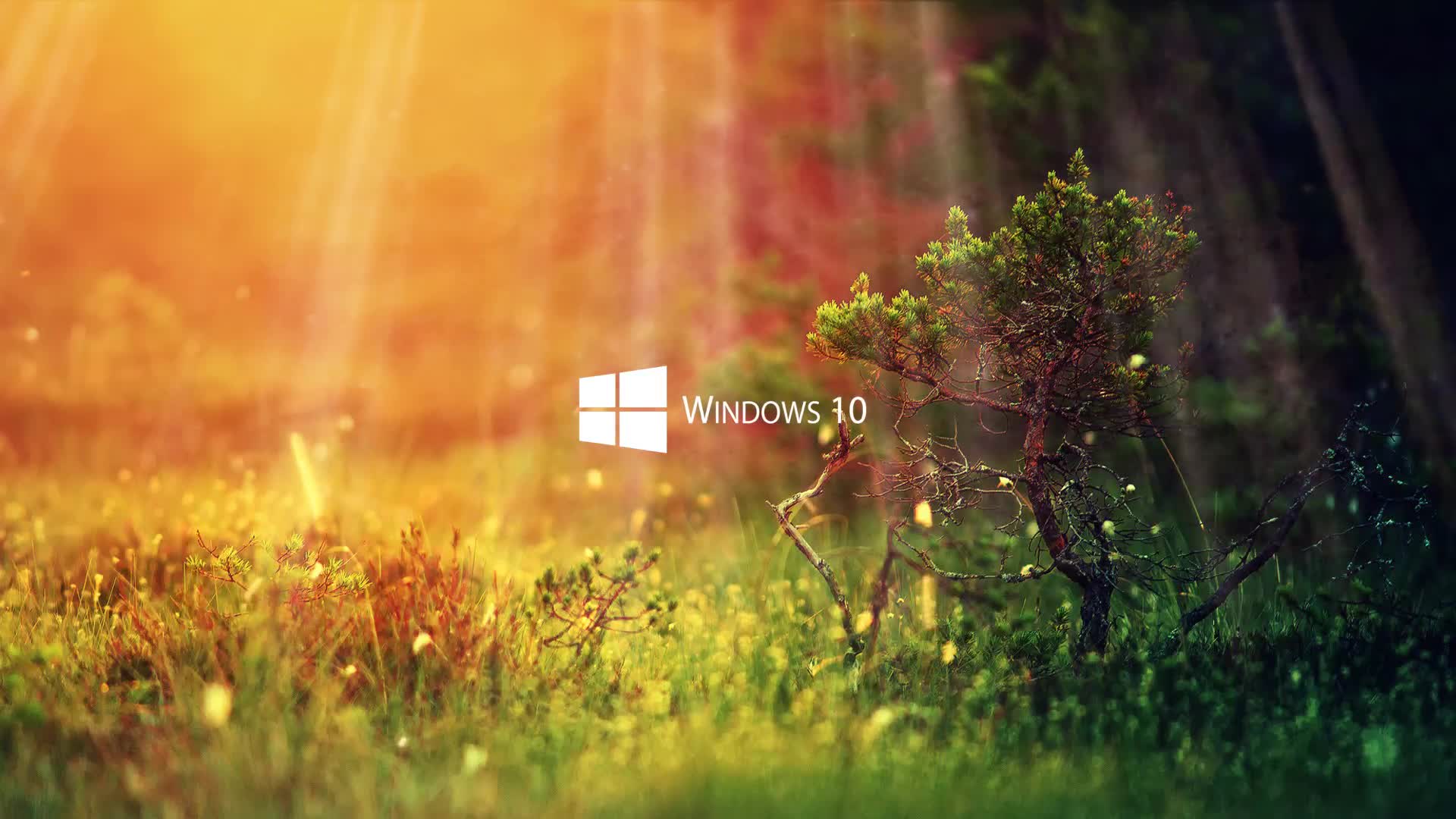 Windows 10 Live Wallpaper