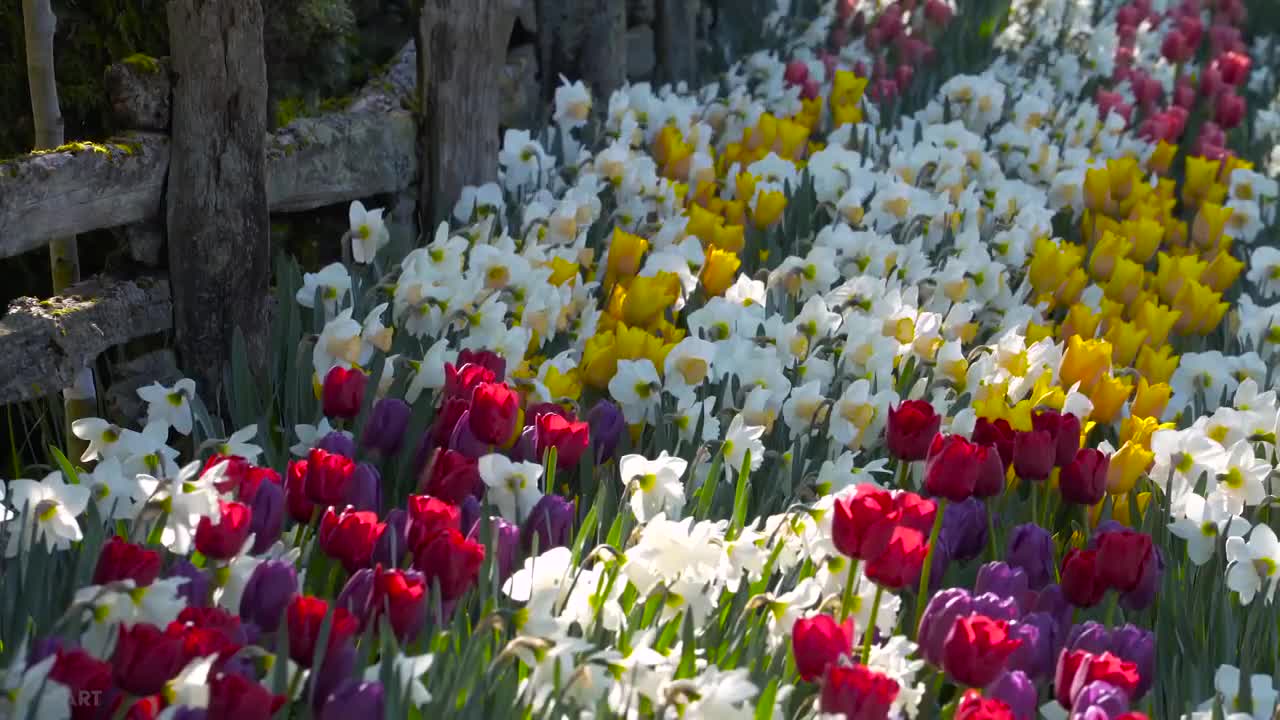 Tulips Live Wallpaper